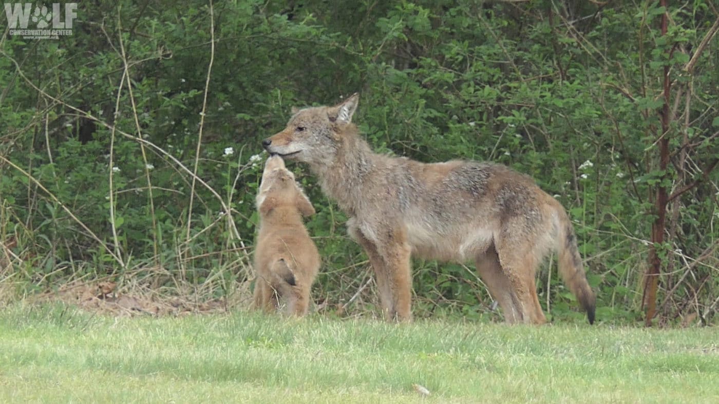 coyote – Brad Clark Report