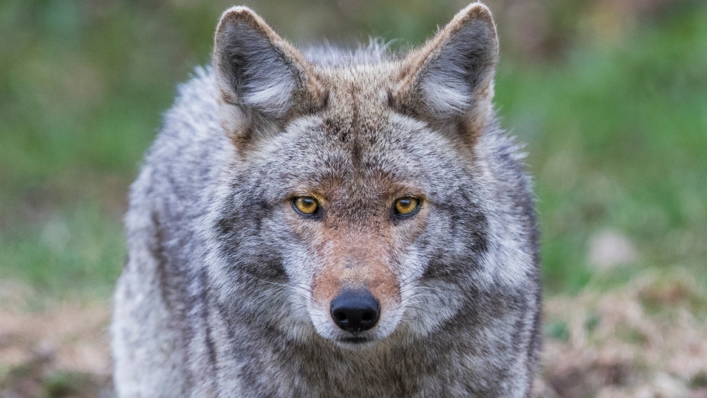 coyote – Brad Clark Report